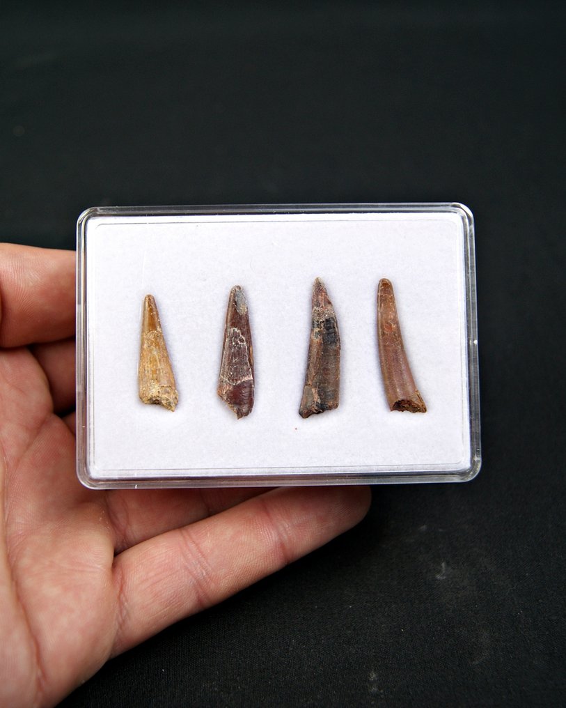 Ptérosaure - Dent fossile - Colección de 4 dientes fósiles de pterosaurios #1.0
