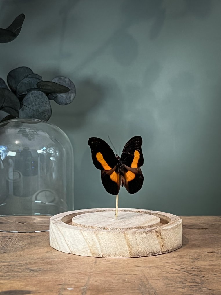 蝴蝶 动物标本剥制全身支架 - Catonephele acontius acontius - Acontius Firewing - 10.5 cm - 9.5 cm - 9.5 cm - 非《濒危物种公约》物种 - 1 #2.1