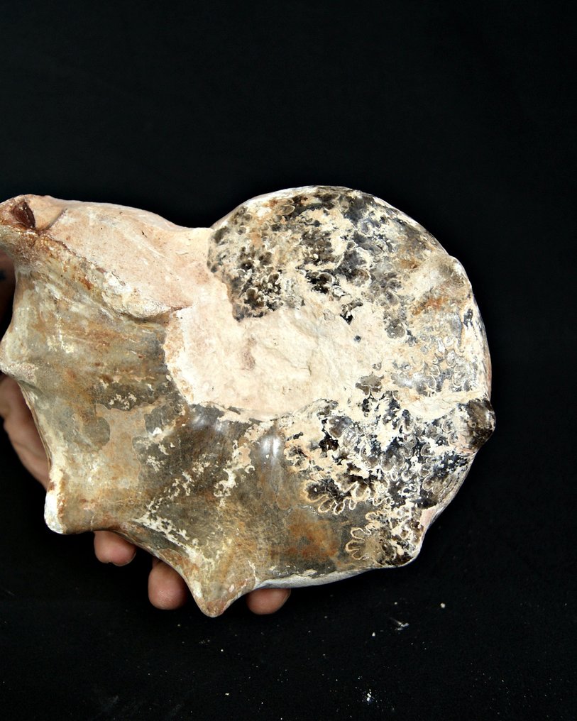 Ammonite - Απολιθωμένο κέλυφος - Mamites nodosoides (χωρίς τιμή ασφαλείας) #3.2