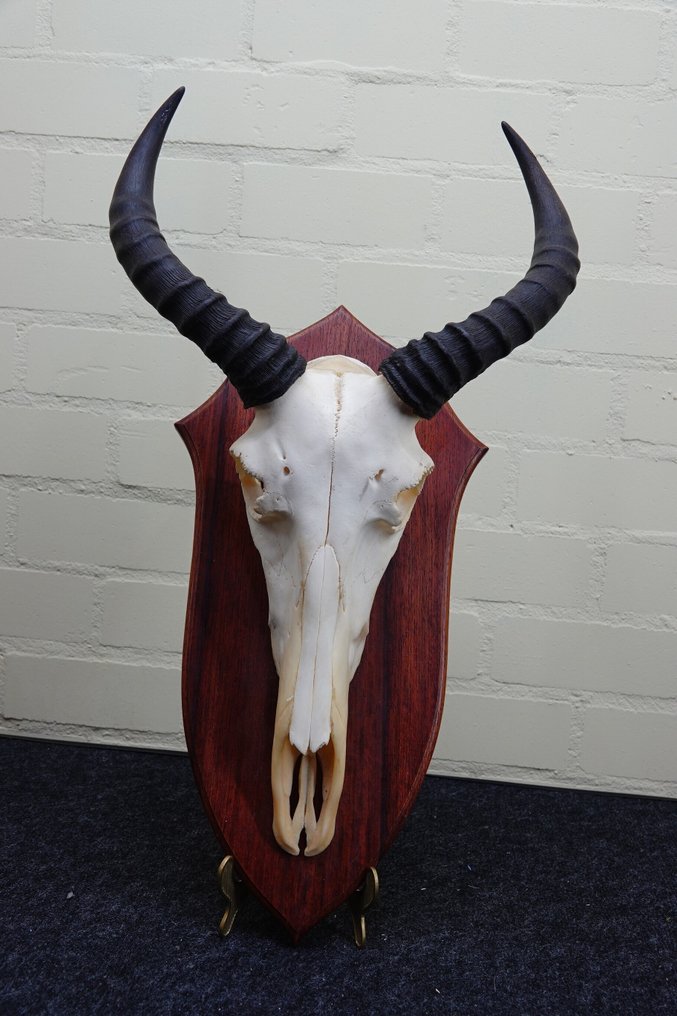 Topi 頭骨 - Damaliscus korrigum - 19 cm - 65 cm - 37 cm -  (1) #1.0