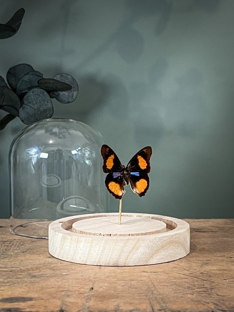 蝴蝶 动物标本剥制全身支架 - Junonia westermanni - the blue spot pansy - 10.5 cm - 9.5 cm - 9.5 cm - 非《濒危物种公约》物种 - 1 #1.0