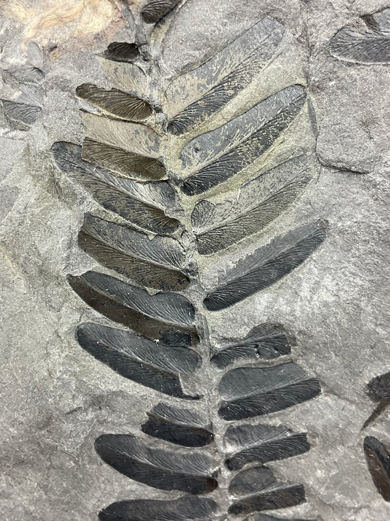 可爱的石炭纪植物化石 - 化石植物 - Neuropteris tenuifolia - 21 cm - 12 cm  (没有保留价) #4.3