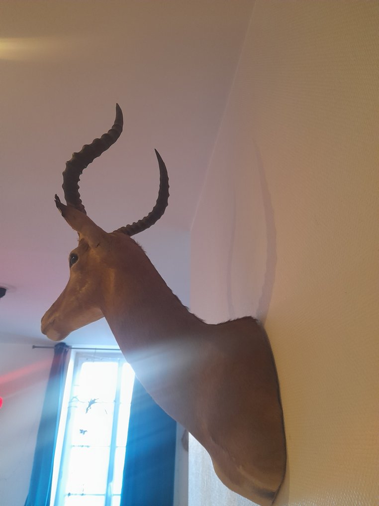 黑斑羚 支架上的颅骨 - Impala - 85 cm - 32 cm - 47 cm- 非《濒危物种公约》物种 -  (1) #3.2