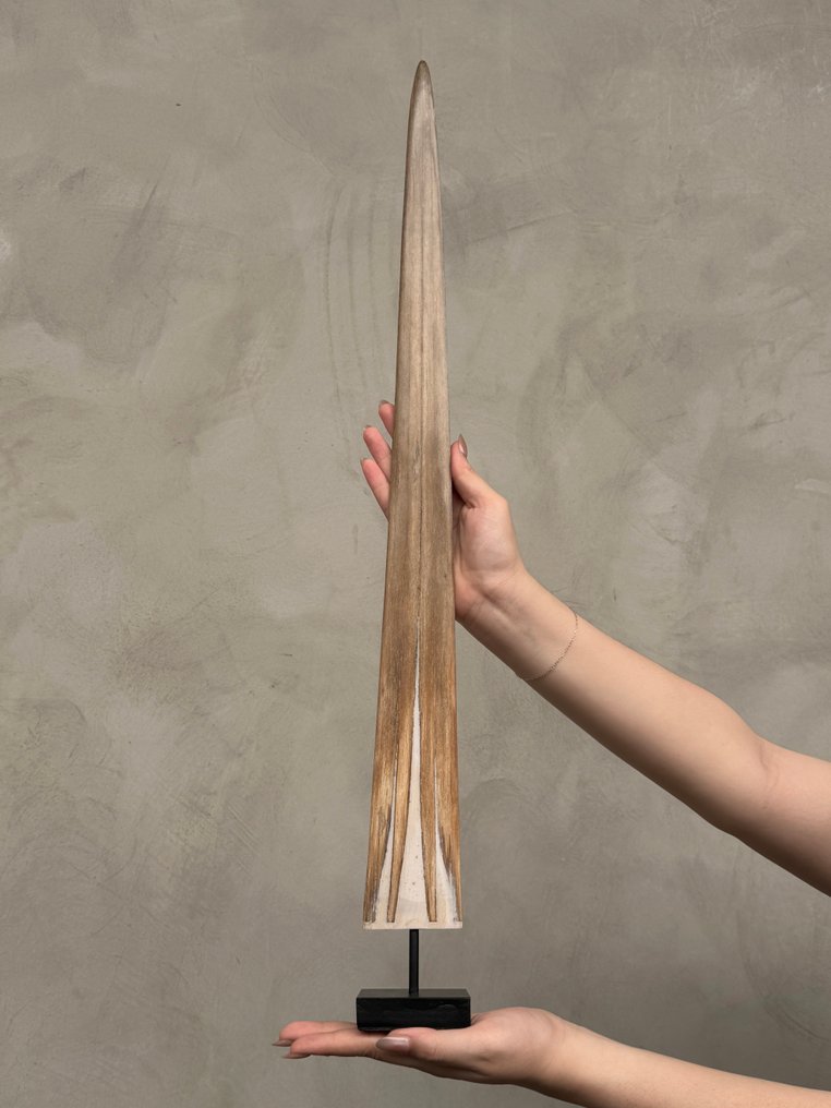 无底价 - 令人惊叹的剑鱼獠牙,安装在定制支架上 支架上的吻突 - Xiphias Gladius - 70 cm - 7 cm - 7 cm- 非《濒危物种公约》物种 - (1) #3.2