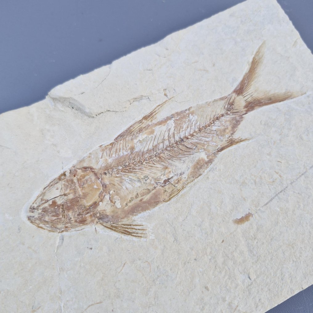 Παλαιά ψάρια - Απολιθωμένος σκελετός - Teleostei - 152 mm - 106 mm  (χωρίς τιμή ασφαλείας) #1.0