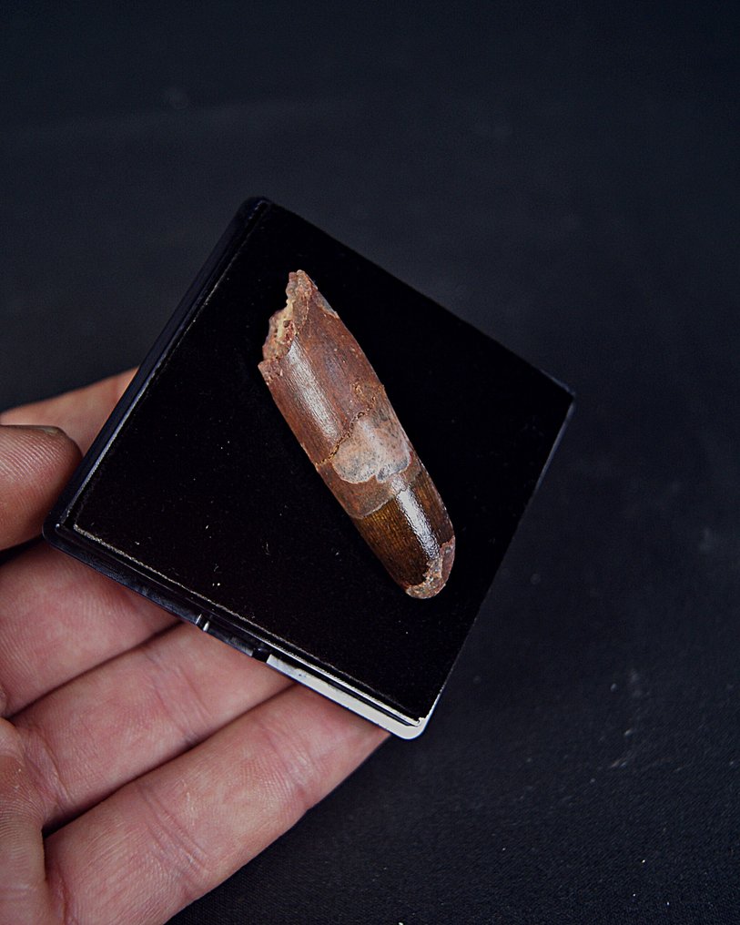 Σπινόσαυρος - Απολιθωμένο δόντι - Spinosaurus aegyptiacus  (χωρίς τιμή ασφαλείας) #2.1