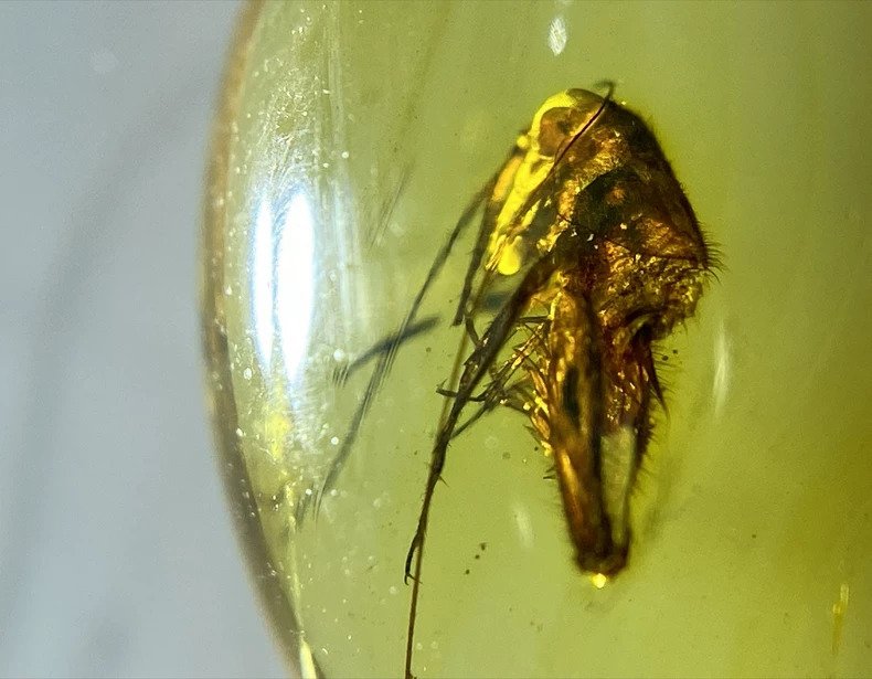 græshoppe - Rav - Natural Burmese Insect Amber Fossils, Cretaceous Period  (Ingen mindstepris) #1.0