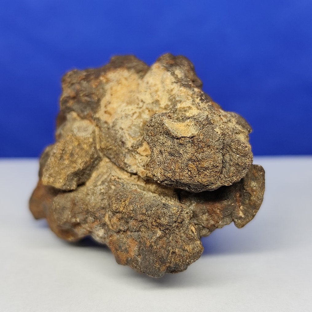 Χονδρίτης ENSTATITE!!! Προερχόμενο από την τροχιά του ΕΡΜΗ! Μετεωρίτης Al Haggounia 001, "EL4-7". - 60.6 g #1.0