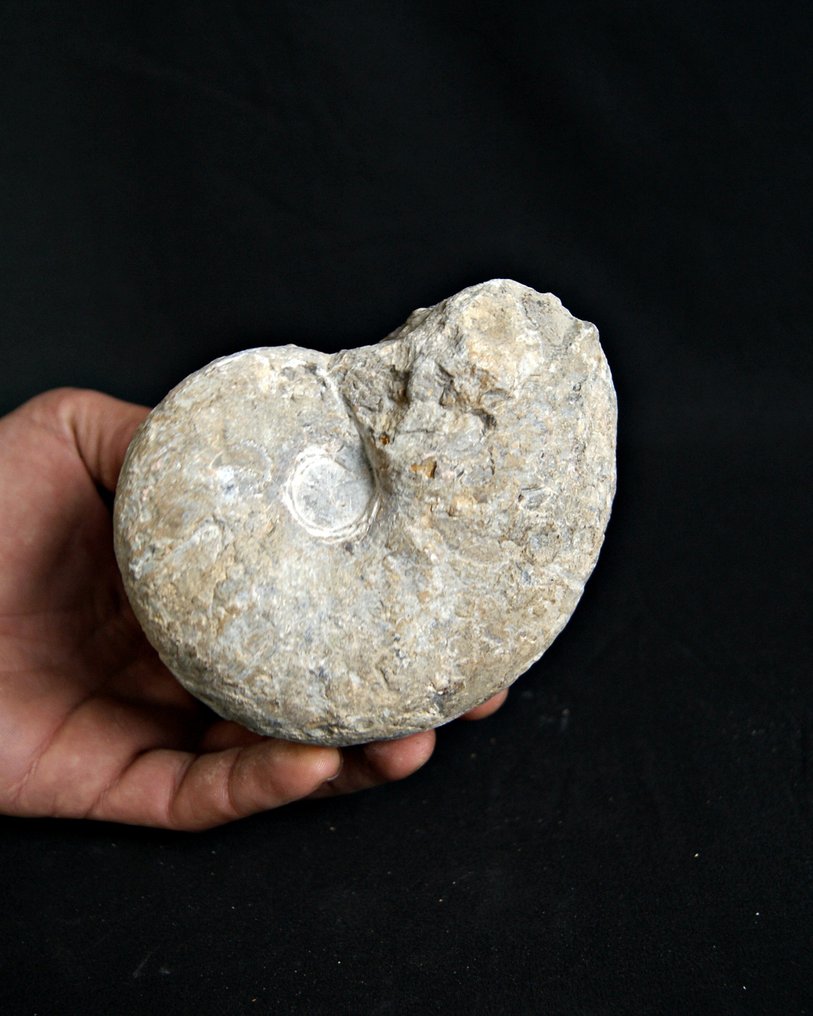 棱菊石目 - 贝壳化石 - Goniatite de gran belleza y tamaño  (没有保留价) #3.2