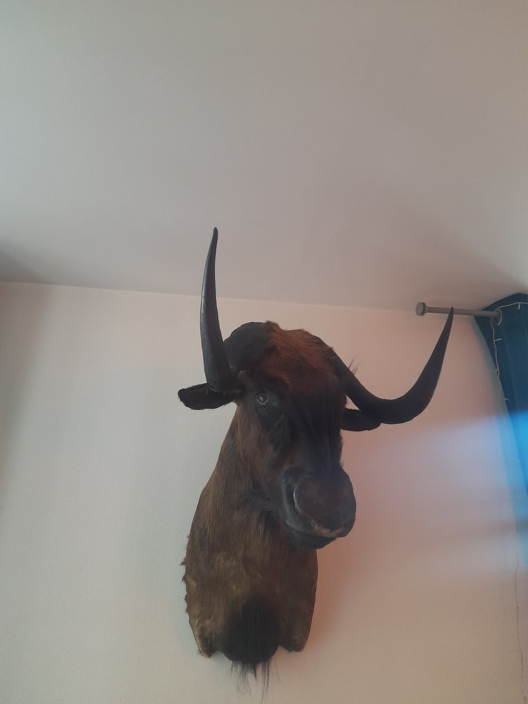 角马 支架上的颅骨 - Gnou - 70 cm - 51 cm - 78 cm- 非《濒危物种公约》物种 -  (1) #4.3