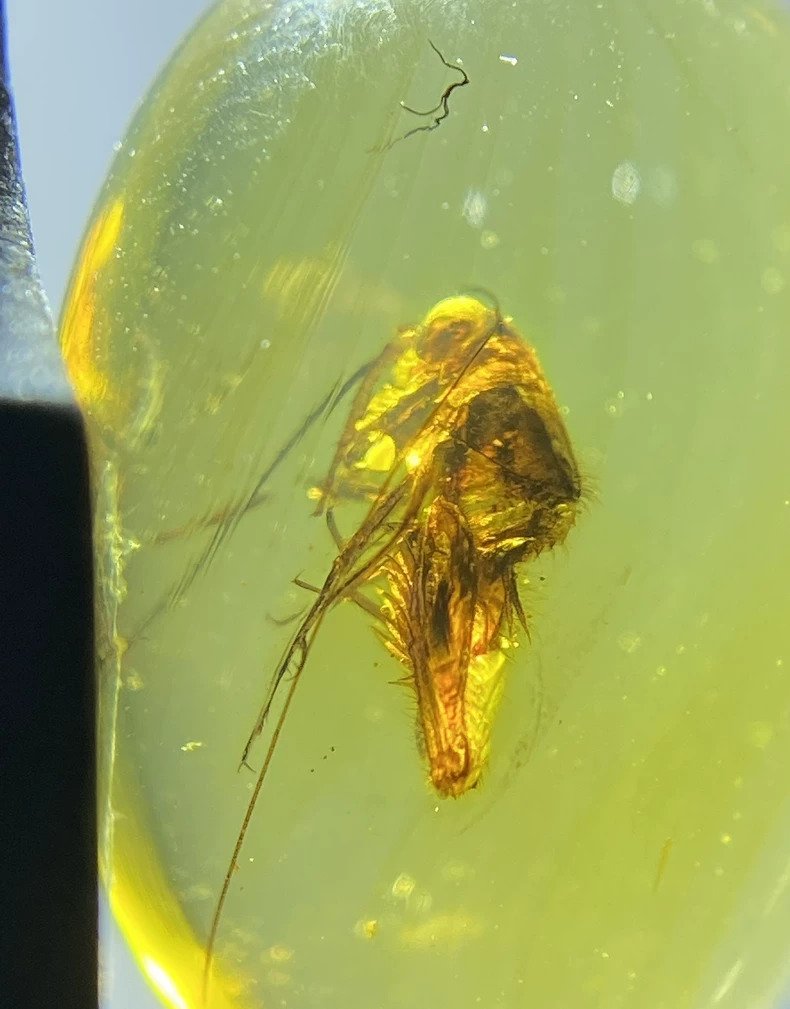 græshoppe - Rav - Natural Burmese Insect Amber Fossils, Cretaceous Period  (Ingen mindstepris) #1.0