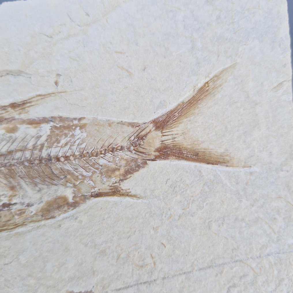 Παλαιά ψάρια - Απολιθωμένος σκελετός - Teleostei - 152 mm - 106 mm  (χωρίς τιμή ασφαλείας) #3.2