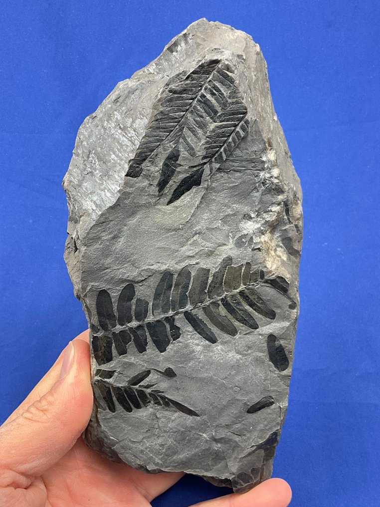 可爱的石炭纪植物化石 - 化石植物 - Neuropteris tenuifolia - 21 cm - 12 cm  (没有保留价) #1.0