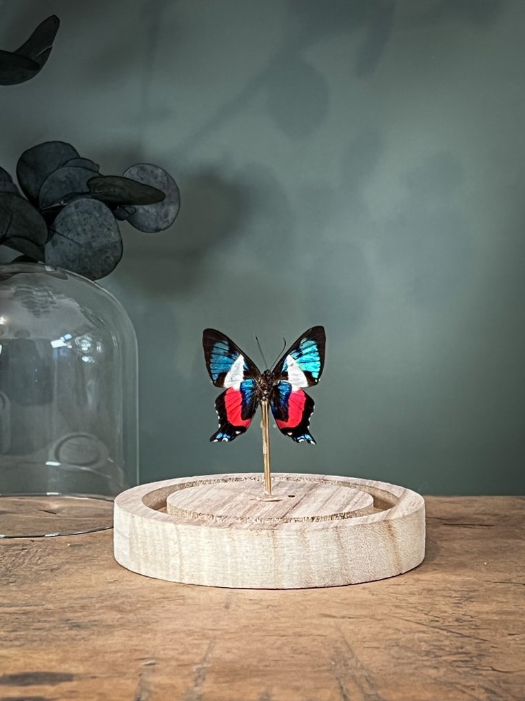 蝴蝶 动物标本剥制全身支架 - Ancyluris formosissima - 10.5 cm - 9.5 cm - 9.5 cm - 非《濒危物种公约》物种 - 1 #3.2