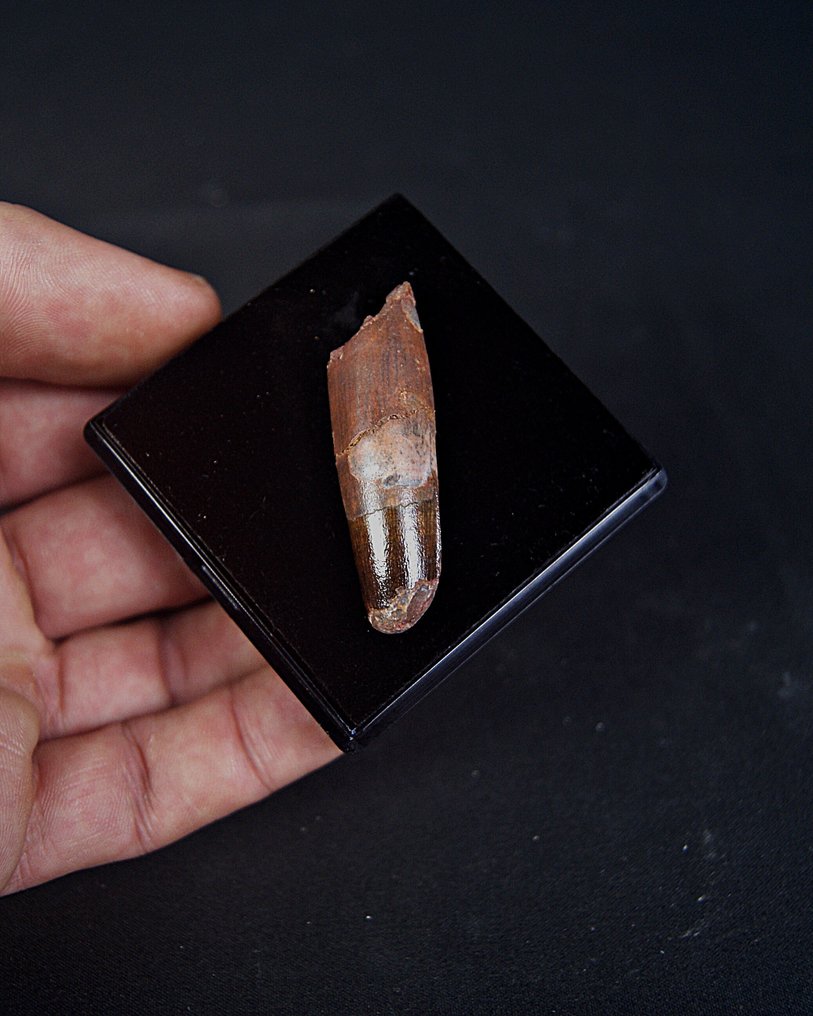 Σπινόσαυρος - Απολιθωμένο δόντι - Spinosaurus aegyptiacus  (χωρίς τιμή ασφαλείας) #1.0