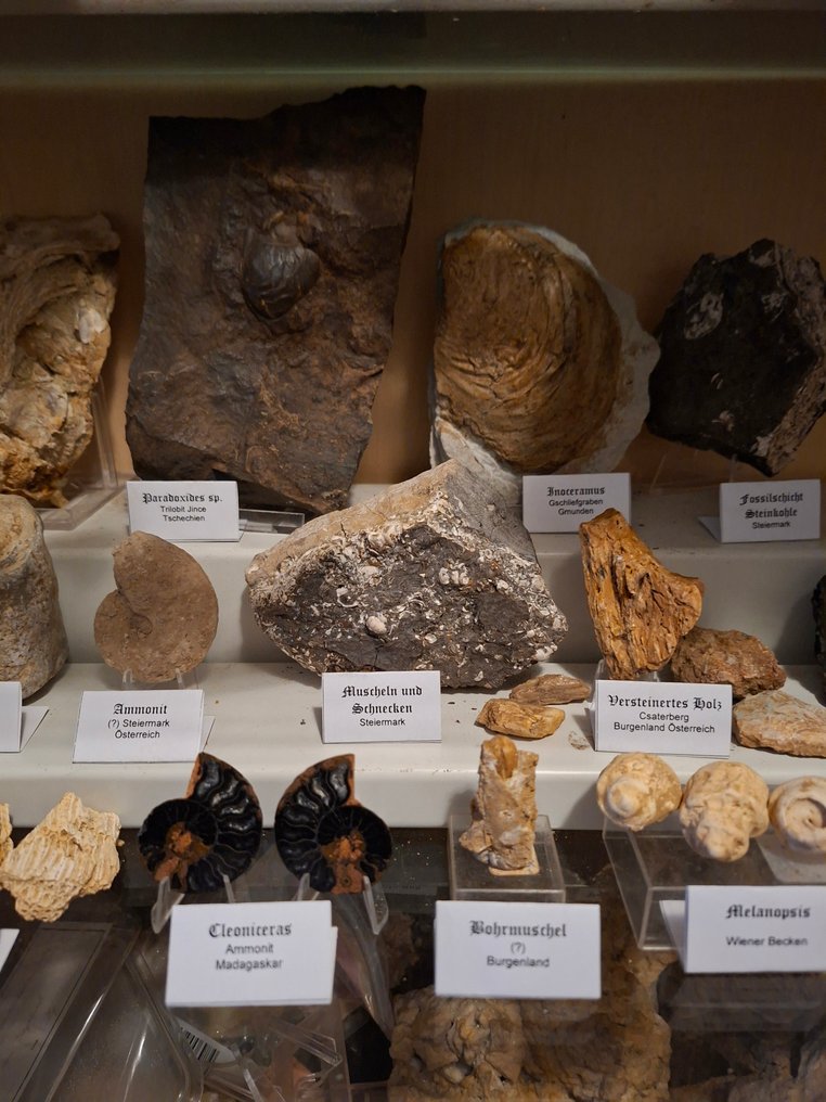 古老的化石收藏超过25件 - 矩阵化石 - 160 mm  (没有保留价) #4.3