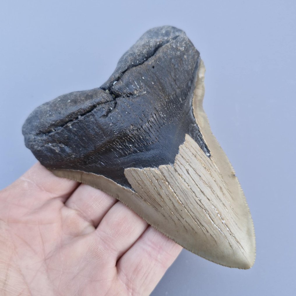 巨型巨齿鲨 - 牙齿化石 - Megaselachus megalodon - 126 mm - 97 mm #1.0