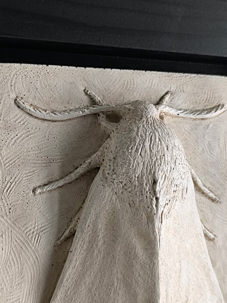 Federico Alibrio - Moths - Vertical and horizontal #4.3