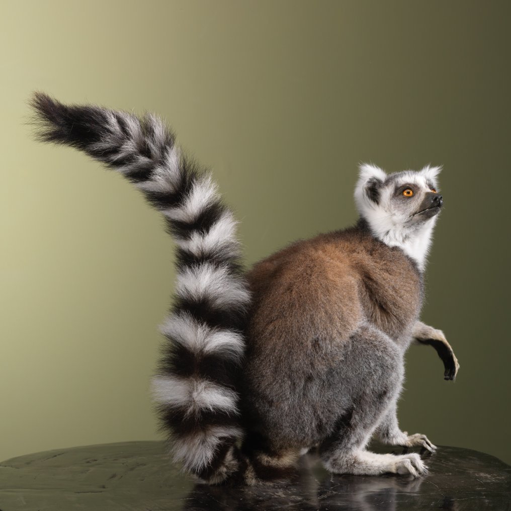 猴 標本全身支架 - Lemur catta - 30 cm - 19 cm - 45 cm - CITES 附件1 - 歐盟內附件A - 1 #4.3