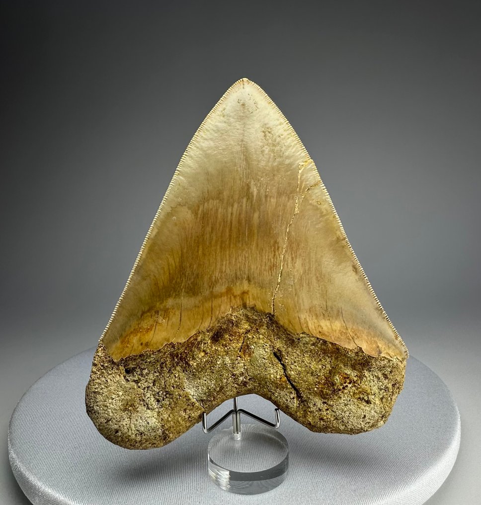 巨齿鲨 - 牙齿化石 - 14 cm - 11 cm #1.0