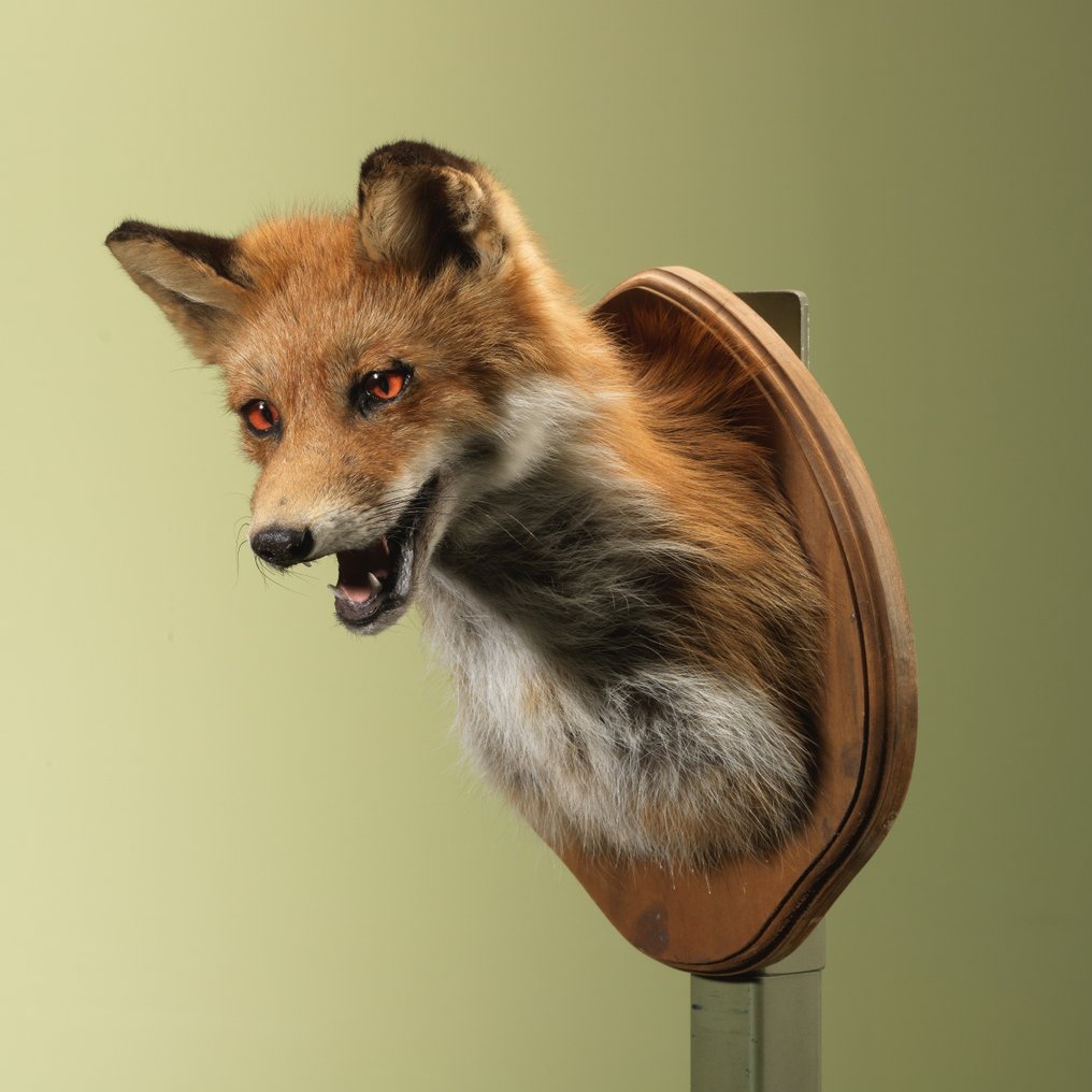 紅狐 標本全身支架 - Vulpes vulpes - 32 cm - 22 cm - 26 cm - 非《瀕臨絕種野生動植物國際貿易公約》物種 - 1 #1.0