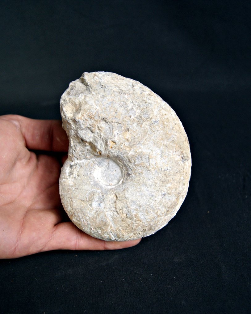 棱菊石目 - 贝壳化石 - Goniatite de gran belleza y tamaño  (没有保留价) #1.0