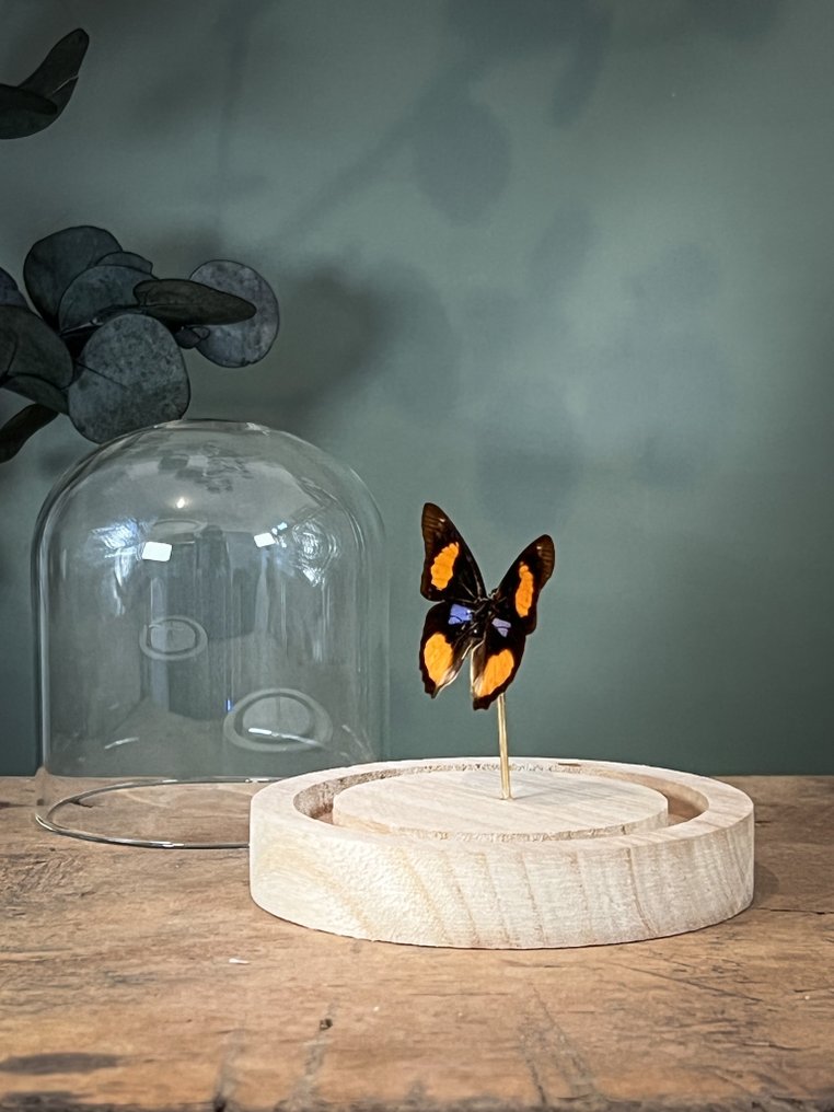 蝴蝶 动物标本剥制全身支架 - Junonia westermanni - the blue spot pansy - 10.5 cm - 9.5 cm - 9.5 cm - 非《濒危物种公约》物种 - 1 #2.1