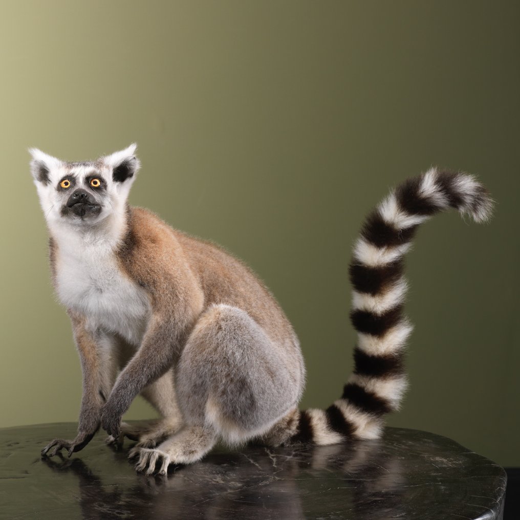 猴 標本全身支架 - Lemur catta - 30 cm - 19 cm - 45 cm - CITES 附件1 - 歐盟內附件A - 1 #1.0