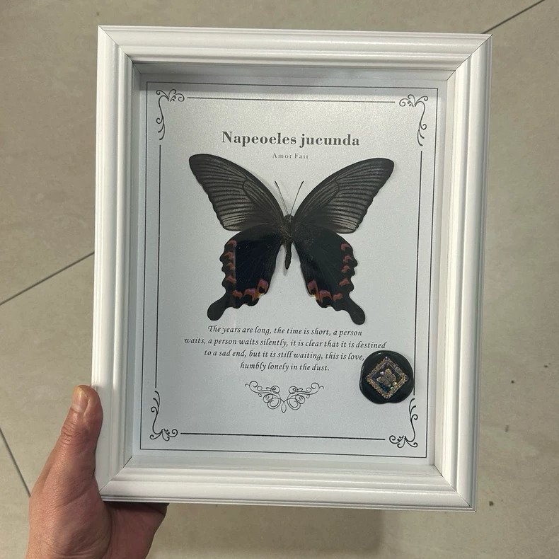 Farfalla Supporto replica tassidermia - Napeocles jucunda - 28 cm - 23 cm - 2 cm - 1 #1.0