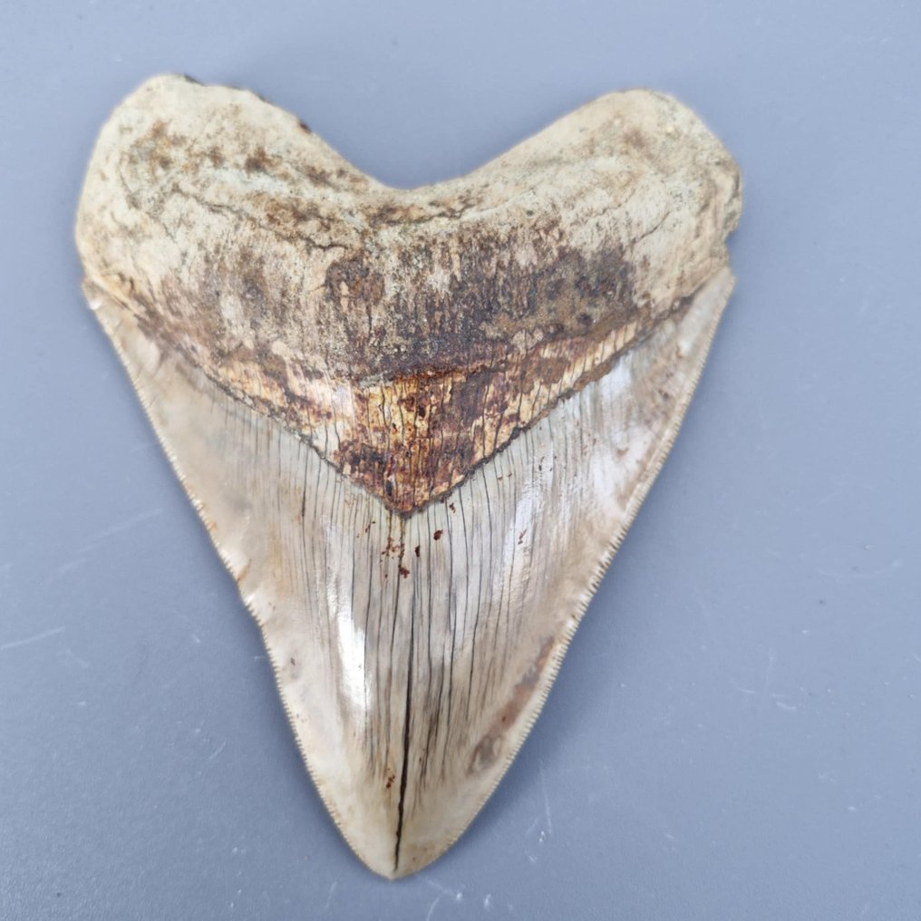 巨型超齿质量的巨齿鲨 - 牙齿化石 - Megaselachus megalodon - 132 mm - 108 mm #4.3