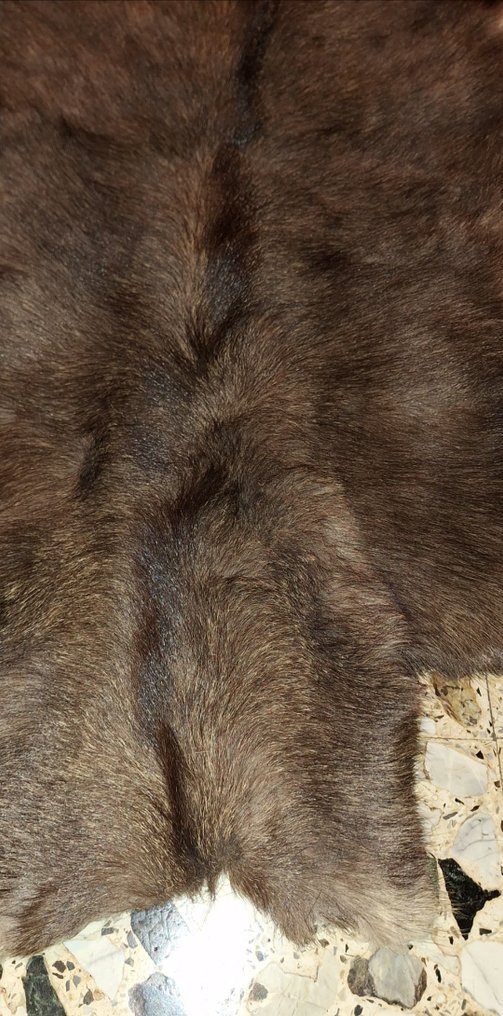 鹿 动物标本剥制全身支架 - Cervus  Elaphus - 5 cm - 70 cm - 110 cm - 非《濒危物种公约》物种 - 1 #3.2