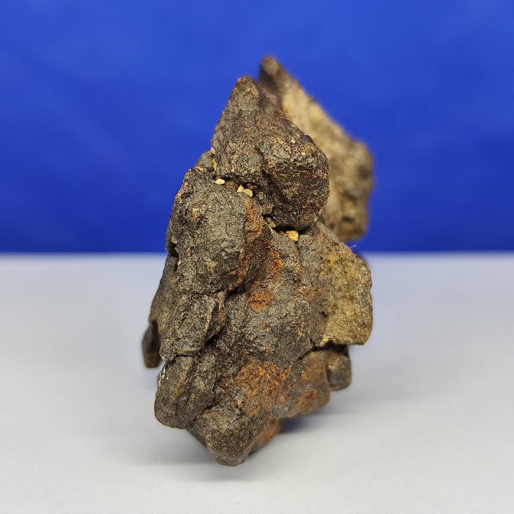 Χονδρίτης ENSTATITE!!! Προερχόμενο από την τροχιά του ΕΡΜΗ! Μετεωρίτης Al Haggounia 001, "EL4-7". - 60.6 g #3.2