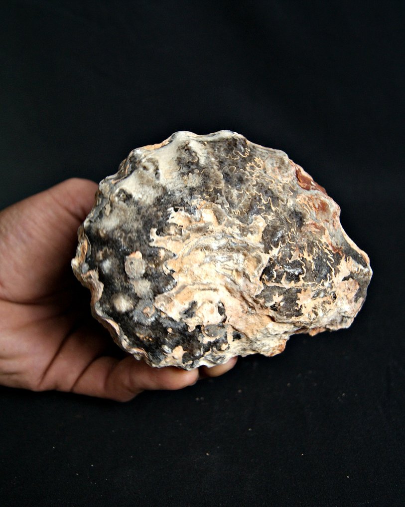 Ammonit - Forstenet dyr - Mammites sp.  (Ingen mindstepris) #4.3