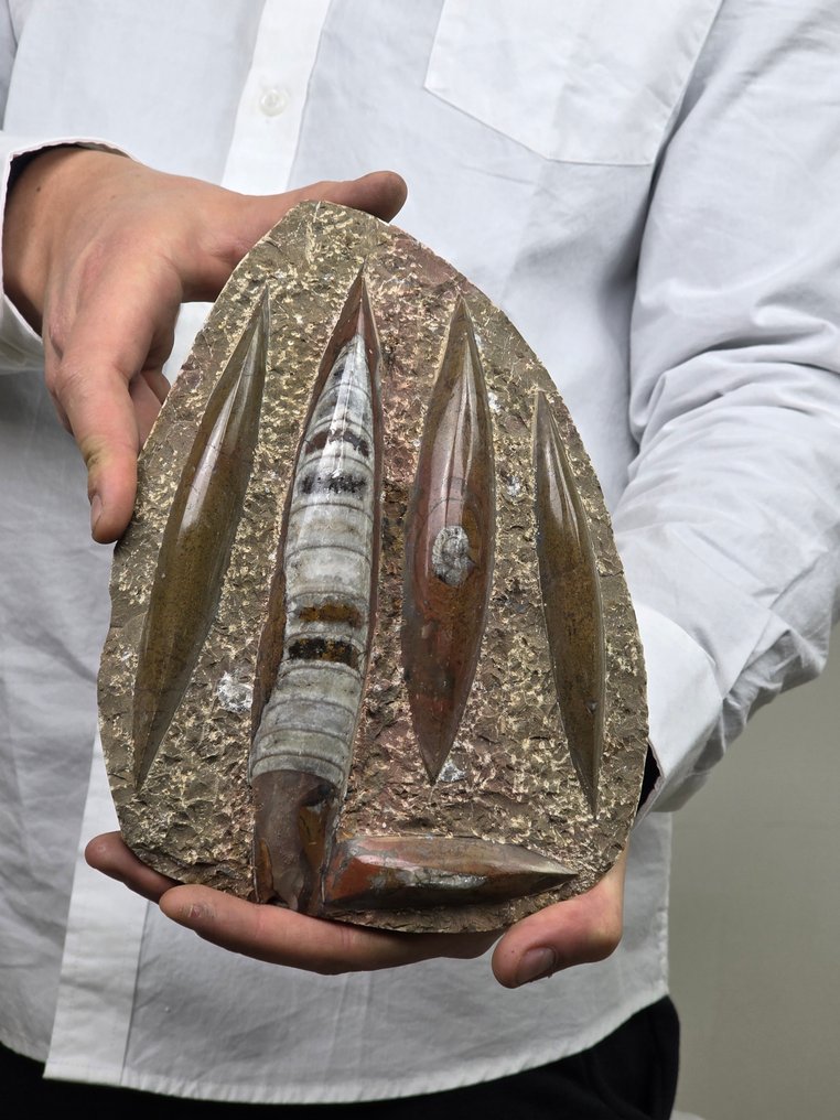 Orthoceras - Forstenet dyr  (Ingen mindstepris) #1.0