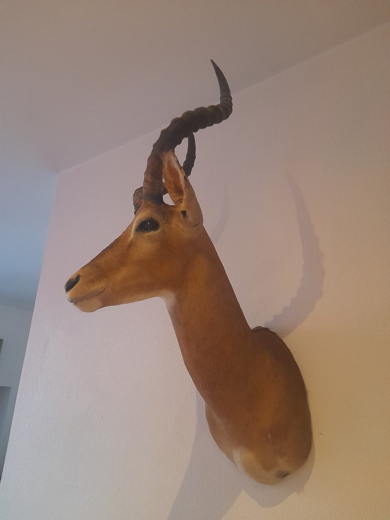 黑斑羚 支架上的颅骨 - Impala - 85 cm - 32 cm - 47 cm- 非《濒危物种公约》物种 -  (1) #2.1