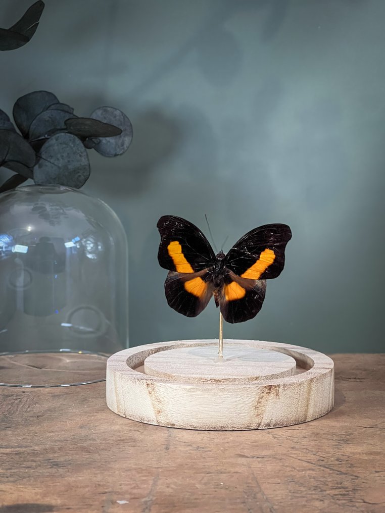 蝴蝶 动物标本剥制全身支架 - Catonephele acontius acontius - Acontius Firewing - 10.5 cm - 9.5 cm - 9.5 cm - 非《濒危物种公约》物种 - 1 #4.3