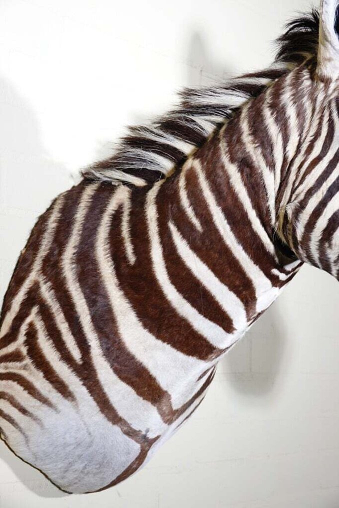 Zebra Head 动物标本剥制壁挂支架 - Equus quagga - 45 cm - 80 cm - 90 cm - 非《濒危物种公约》物种 #1.0