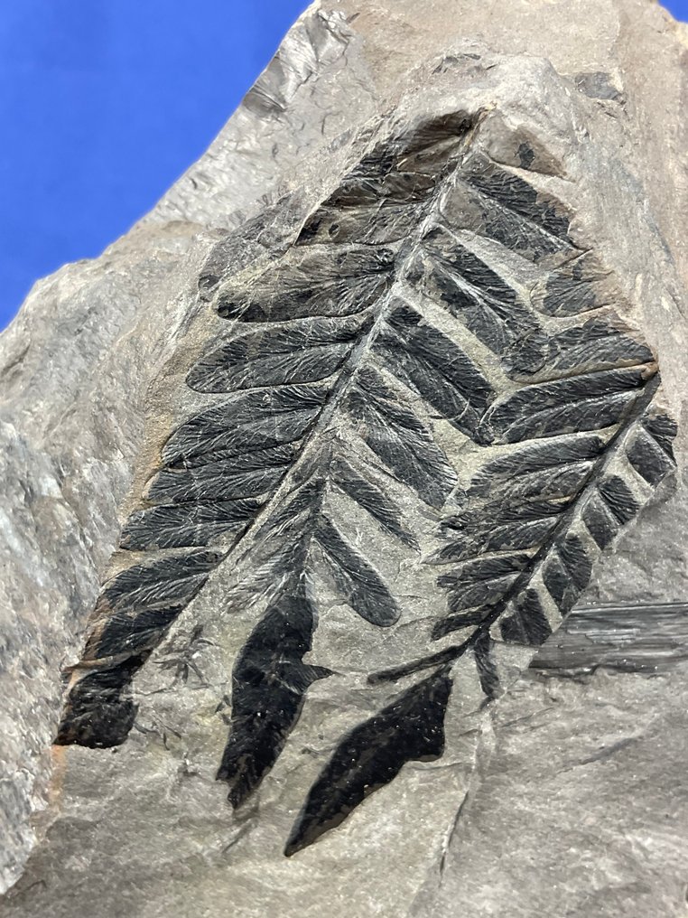 可爱的石炭纪植物化石 - 化石植物 - Neuropteris tenuifolia - 21 cm - 12 cm  (没有保留价) #2.1