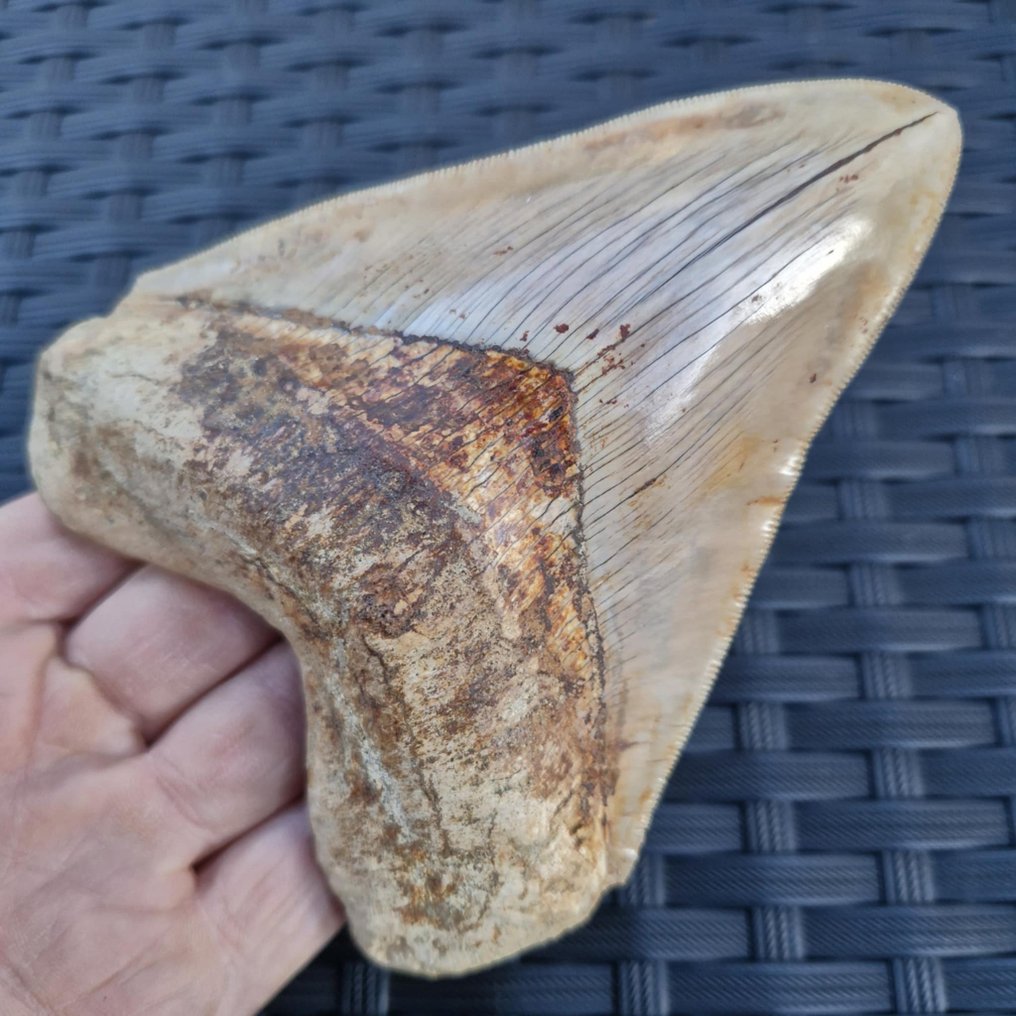 巨型超齿质量的巨齿鲨 - 牙齿化石 - Megaselachus megalodon - 132 mm - 108 mm #1.0