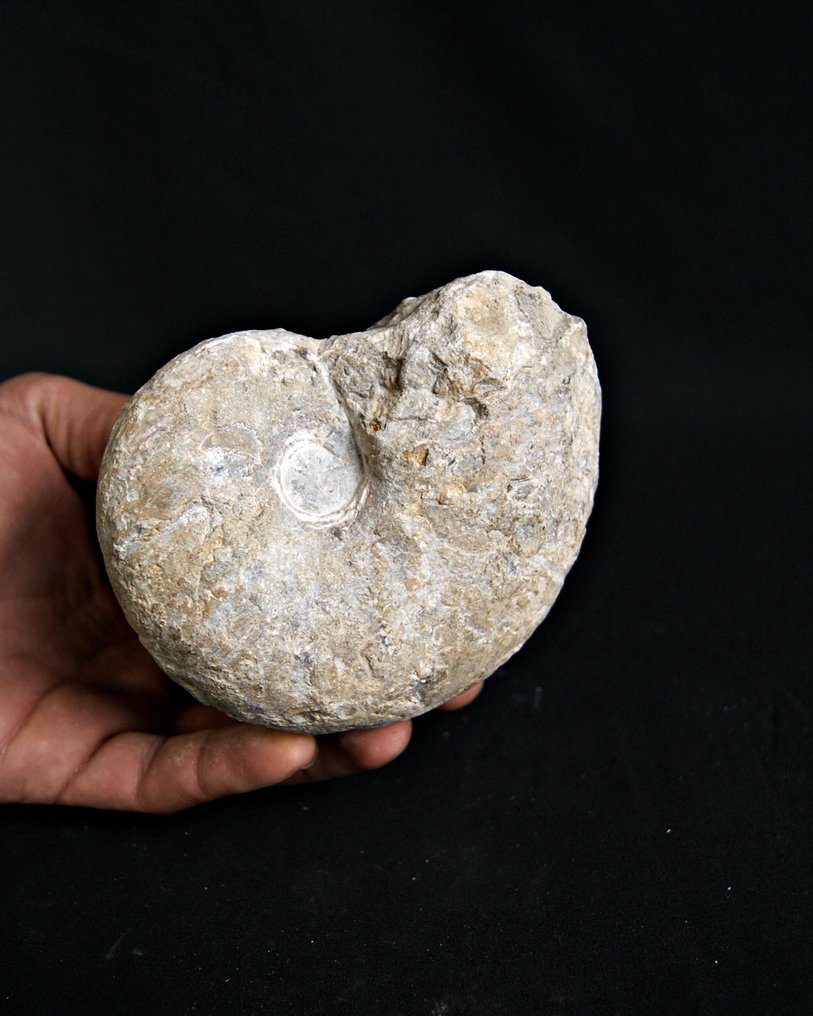 棱菊石目 - 贝壳化石 - Goniatite de gran belleza y tamaño  (没有保留价) #4.3