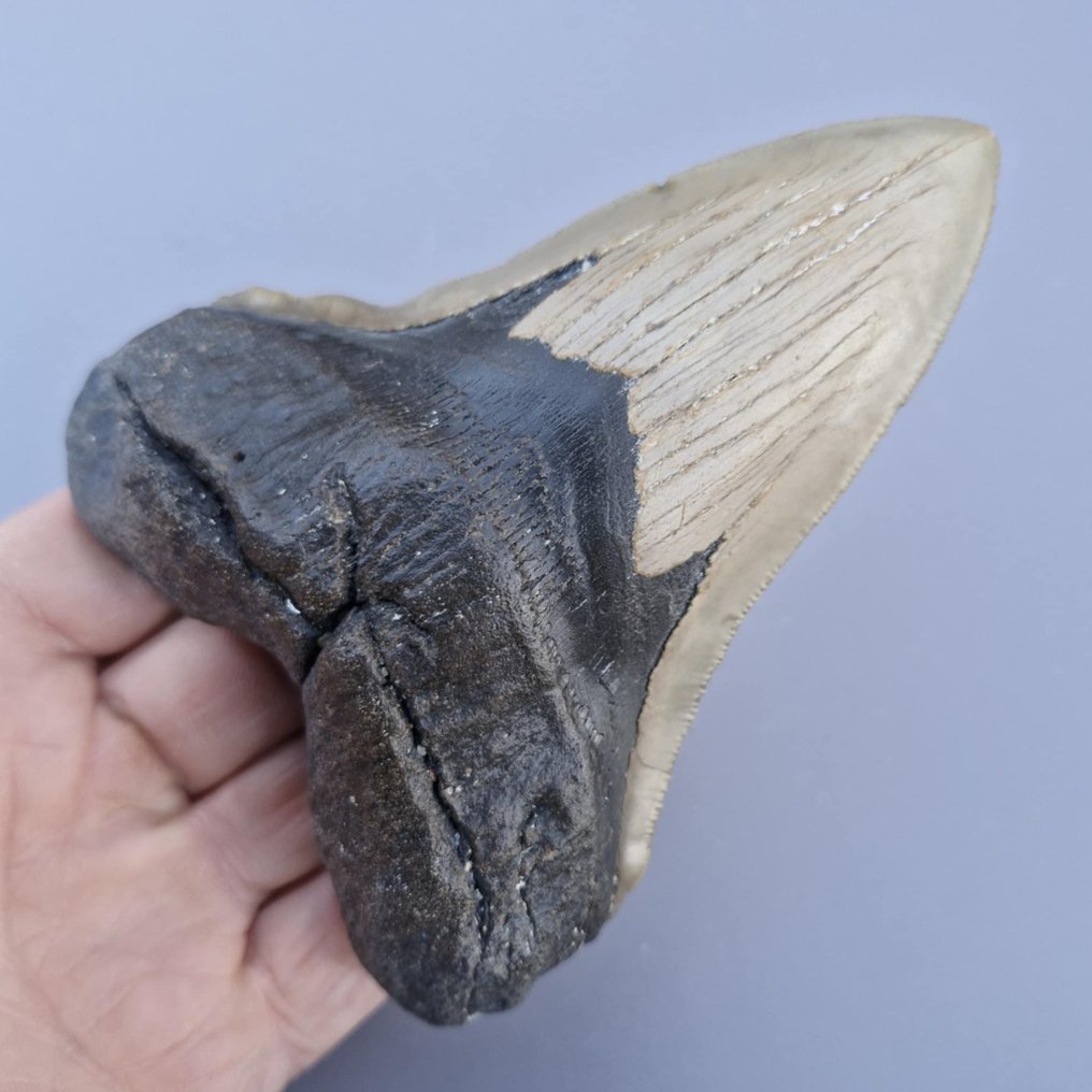 巨型巨齿鲨 - 牙齿化石 - Megaselachus megalodon - 126 mm - 97 mm #2.1