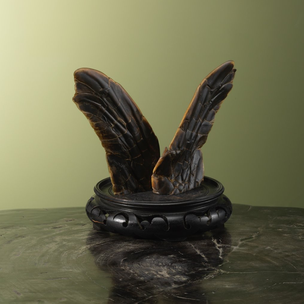 海龜 標本全身支架 - Caretta caretta - 17 cm - 19 cm - 13 cm - CITES 附件1 - 歐盟內附件A - 1 #2.1