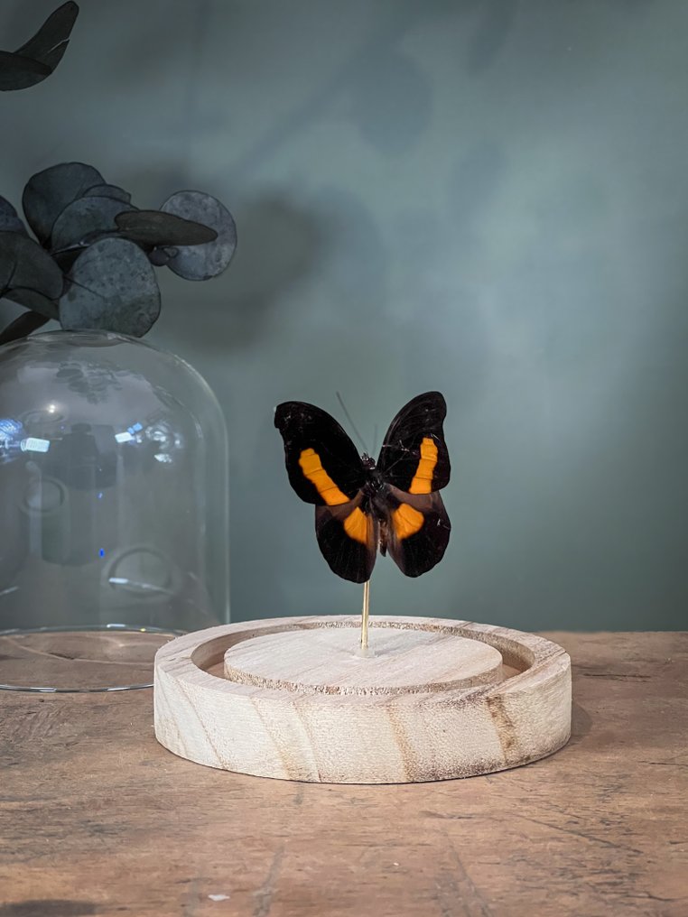 蝴蝶 动物标本剥制全身支架 - Catonephele acontius acontius - Acontius Firewing - 10.5 cm - 9.5 cm - 9.5 cm - 非《濒危物种公约》物种 - 1 #3.2