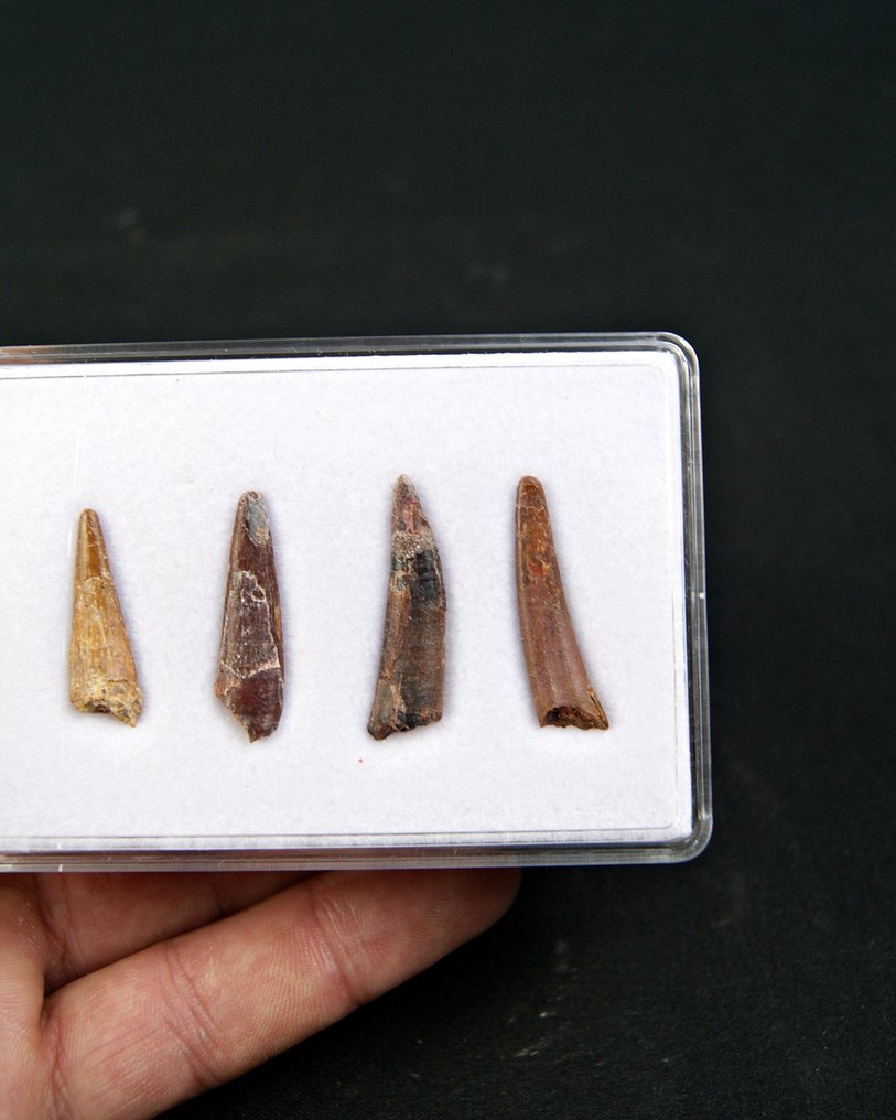 Ptérosaure - Dent fossile - Colección de 4 dientes fósiles de pterosaurios #4.3