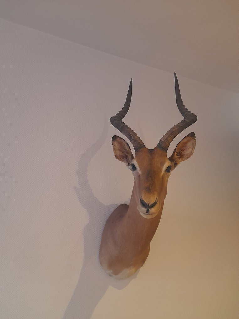 黑斑羚 支架上的颅骨 - Impala - 85 cm - 32 cm - 47 cm- 非《濒危物种公约》物种 -  (1) #1.0