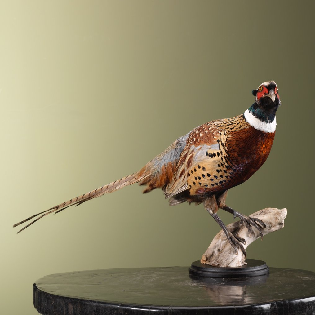 Faisan Support de corps entier pour taxidermie - Phasianus colchicus - 37 cm - 17 cm - 65 cm - Espèces non-CITES - 1 #1.0