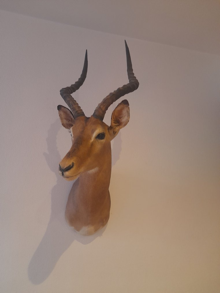 黑斑羚 支架上的颅骨 - Impala - 85 cm - 32 cm - 47 cm- 非《濒危物种公约》物种 -  (1) #1.0