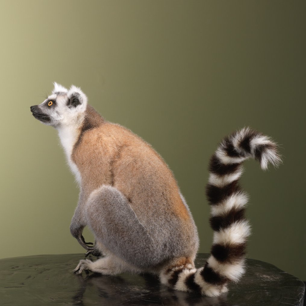 猴 標本全身支架 - Lemur catta - 30 cm - 19 cm - 45 cm - CITES 附件1 - 歐盟內附件A - 1 #1.0