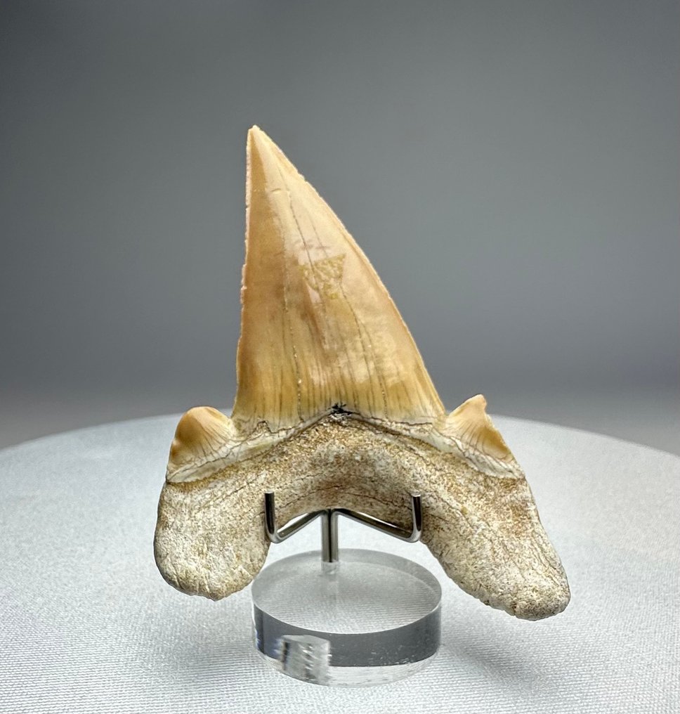 Megalodon - Απολιθωμένο δόντι - 8.6 cm - 5.8 cm #1.0