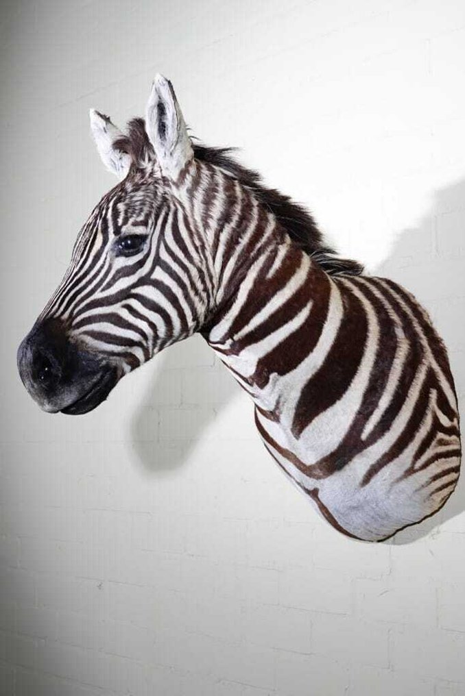 Zebra Head 动物标本剥制壁挂支架 - Equus quagga - 45 cm - 80 cm - 90 cm - 非《濒危物种公约》物种 #1.0